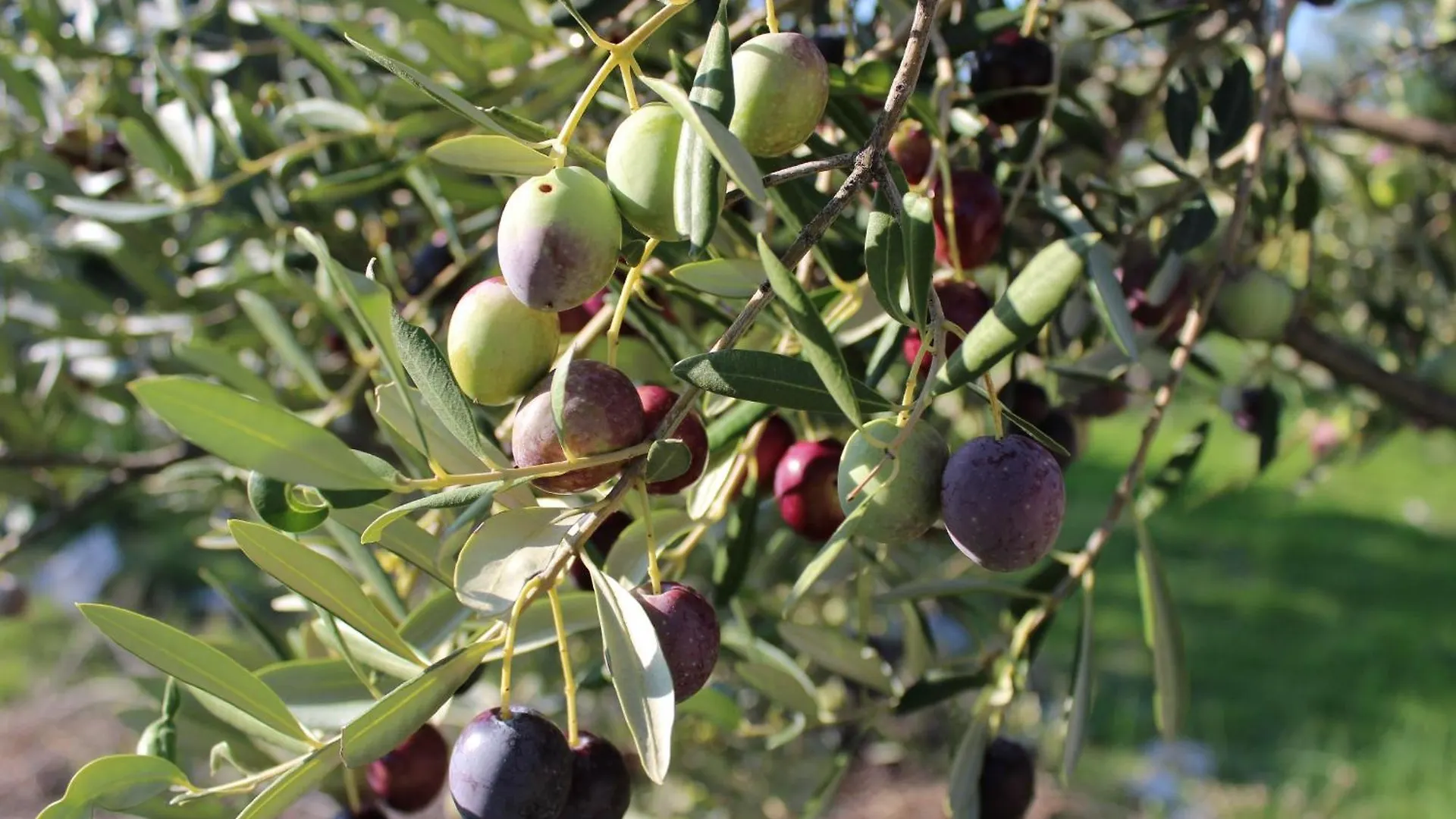 Apartmán Olive Grove Retreat Kali